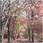 Rango de otoño - Studio Arts