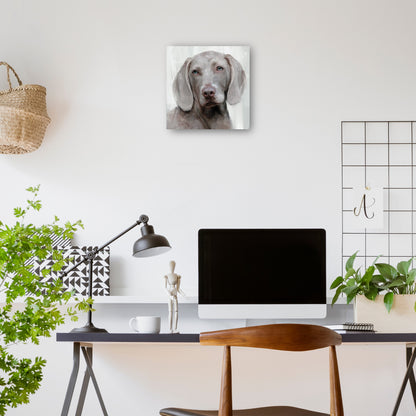 Días de perros IV - Studio Arts