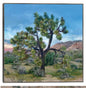 Arbol de Joshua - Studio Arts