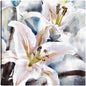 Capas de lirio  - Studio Arts