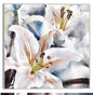 Capas de lirio  - Studio Arts