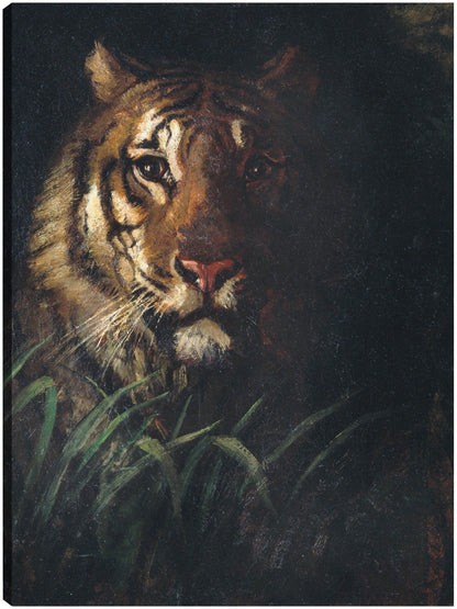 Cabeza de tigre (hacia 1874) - Abbott Handerson Thayer