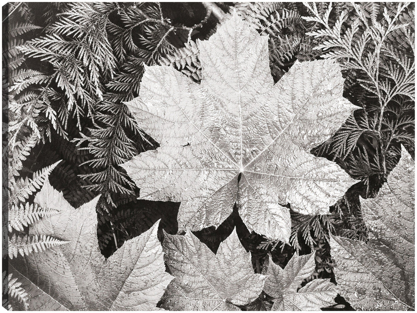 En el Parque Nacional Glacier, cerca de hojas - Ansel Adams