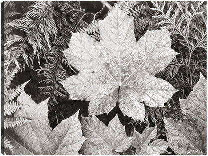 En el Parque Nacional Glacier, cerca de hojas - Ansel Adams