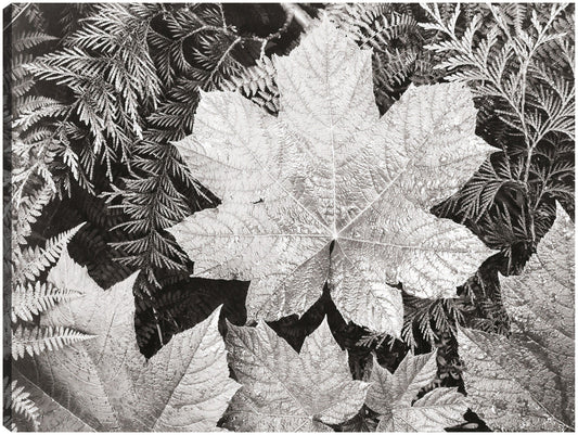 En el Parque Nacional Glacier, cerca de hojas - Ansel Adams