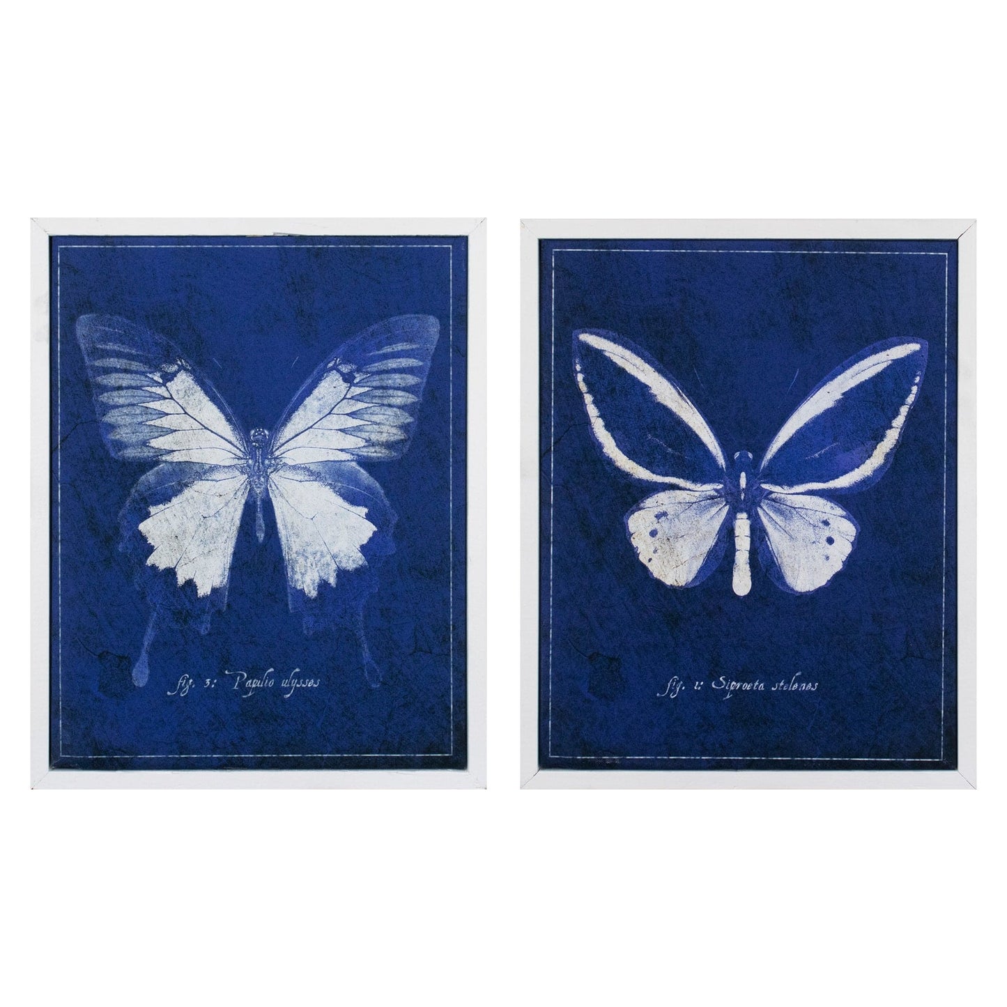 Mariposa - GI ArtLab