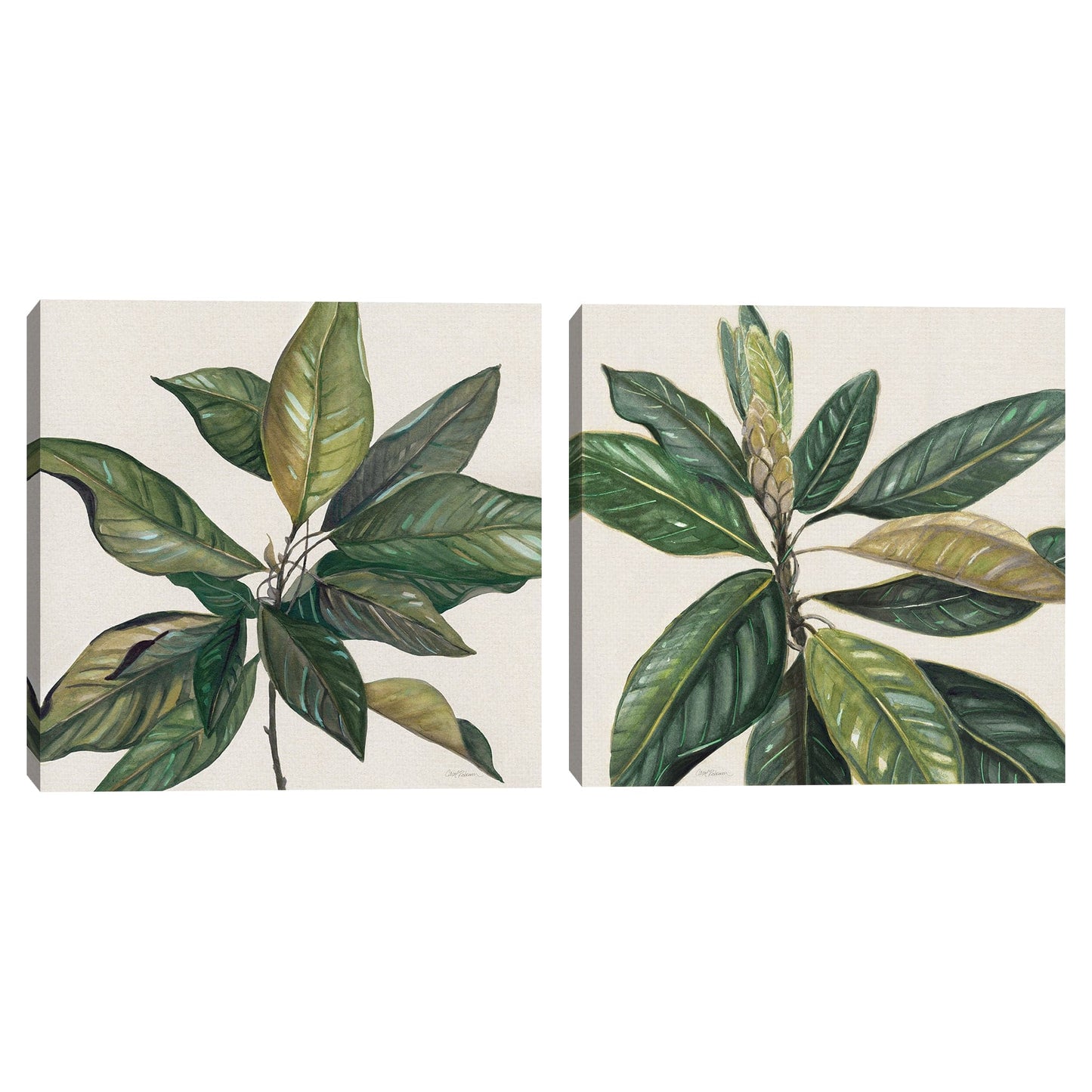 Hojas de magnolia I - Carol Robinson