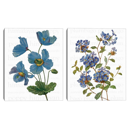 Texto de amapola azul del Himalaya - Design Lab