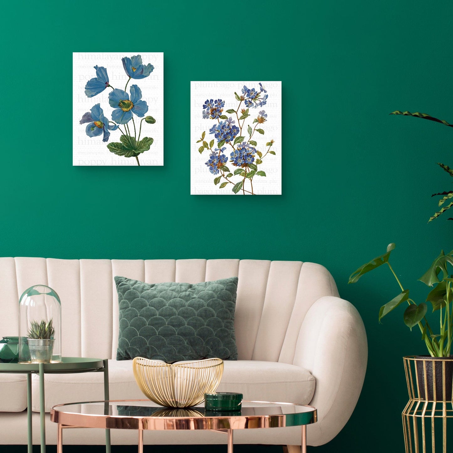 Texto de amapola azul del Himalaya - Design Lab
