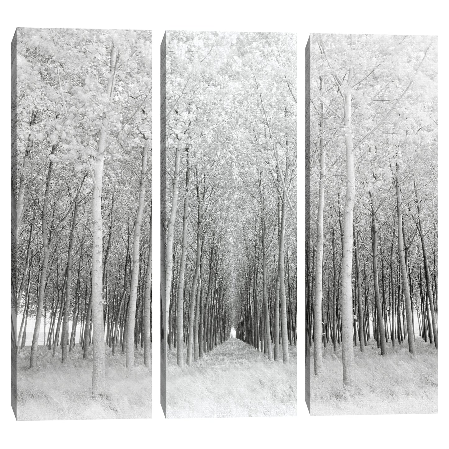 Perspectiva - Chip Forelli