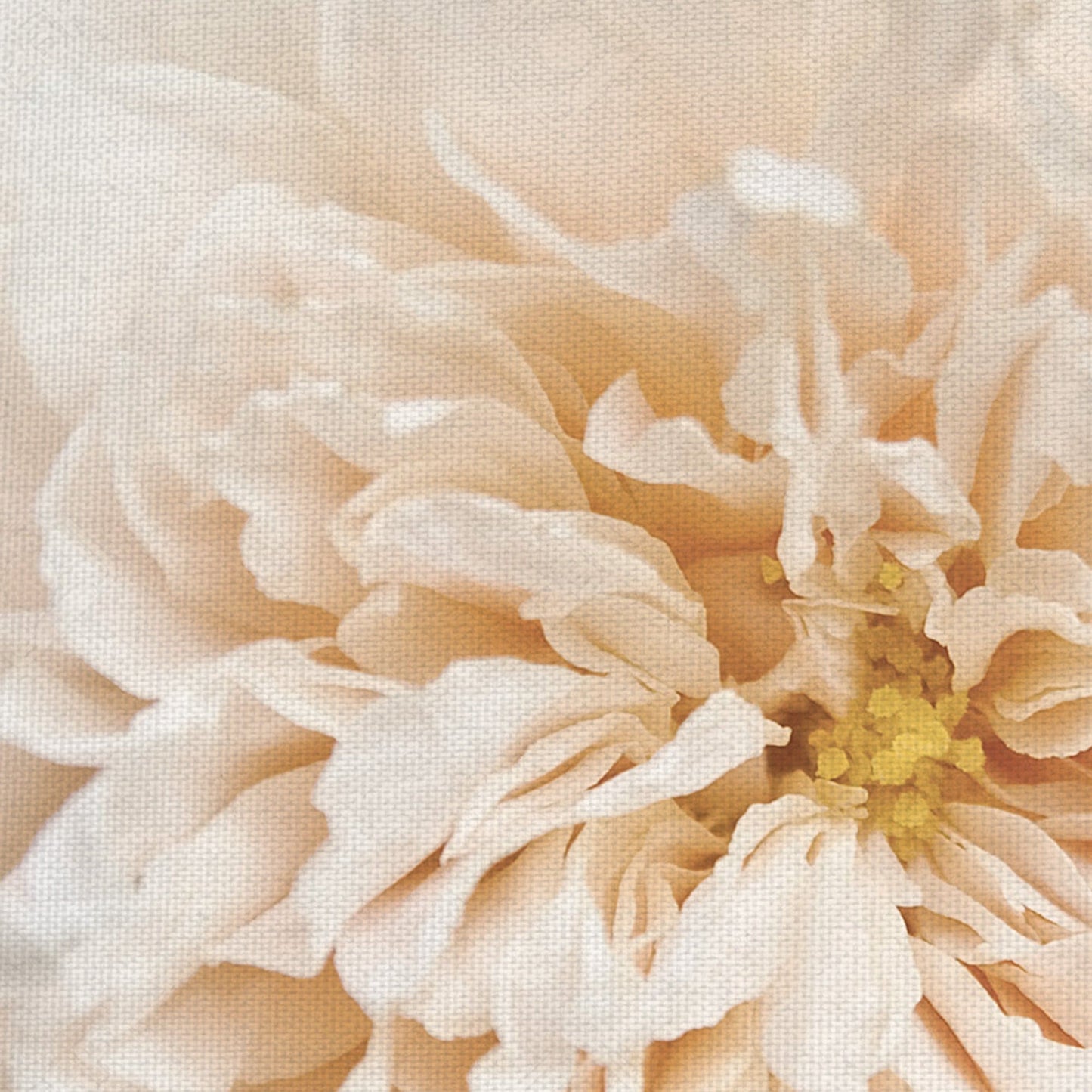 Magdalena rosa - Rebecca Swanson
