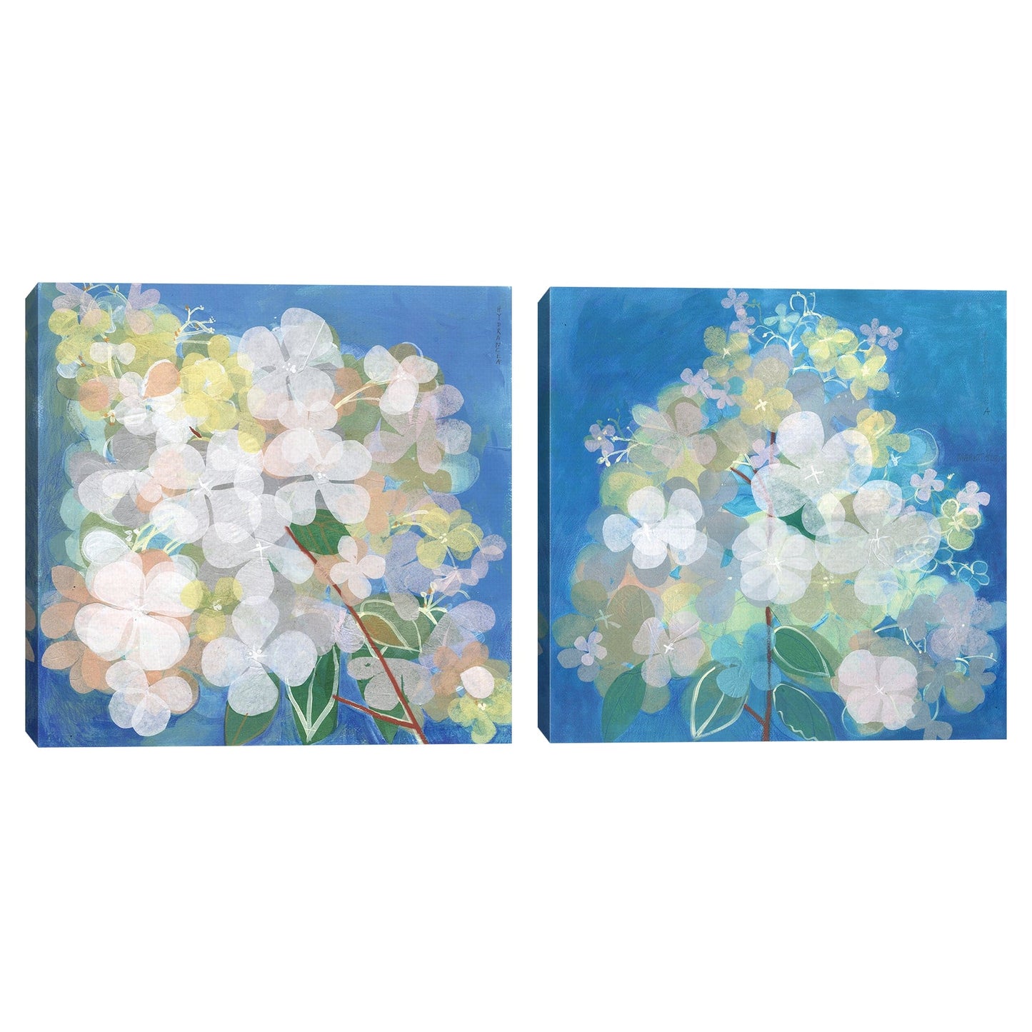 Hortensia aqua tissue - Maret Hensick