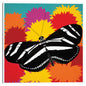 Mariposa cebra - Synthia SAINT JAMES