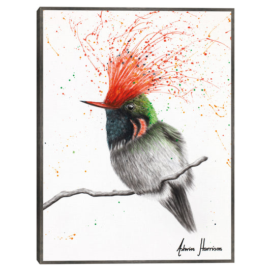 Coqueta con cresta rufa - Ashvin Harrison