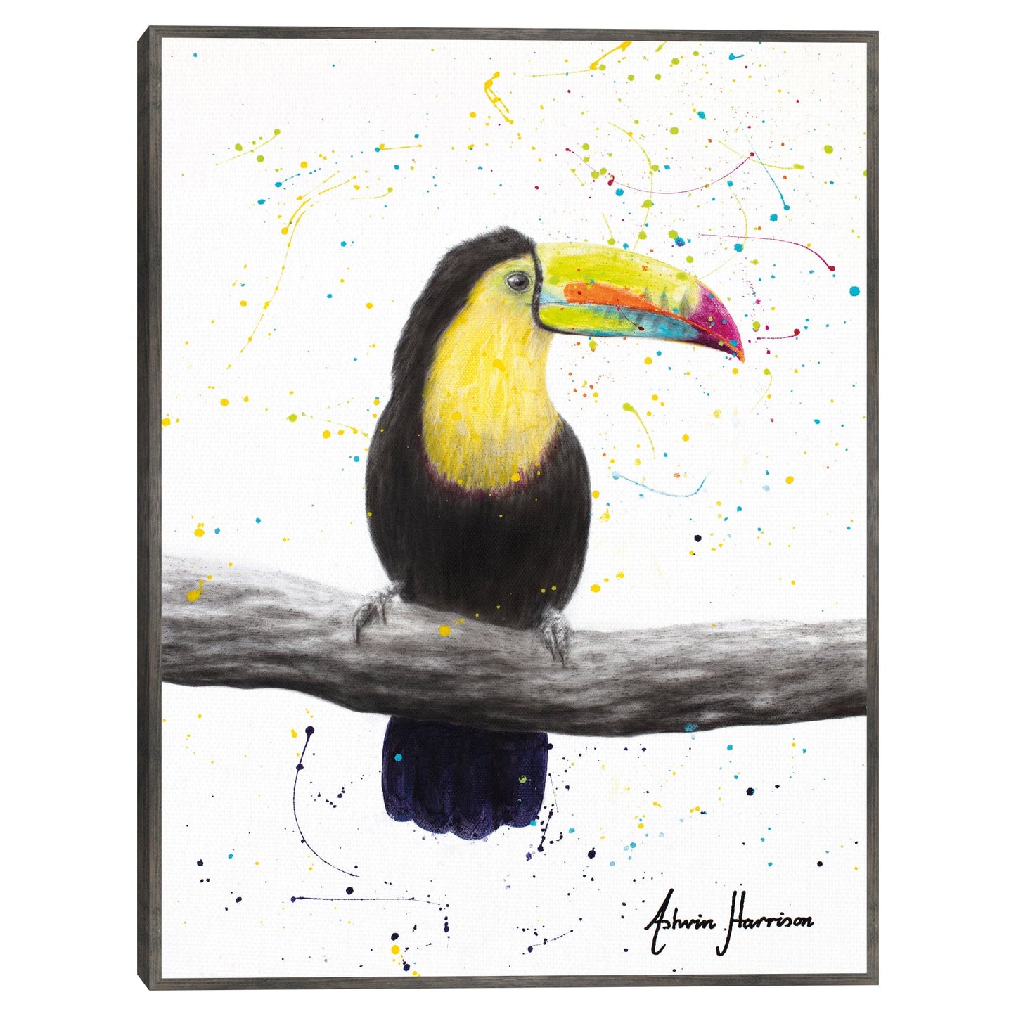 Tucan talentoso - Ashvin Harrison