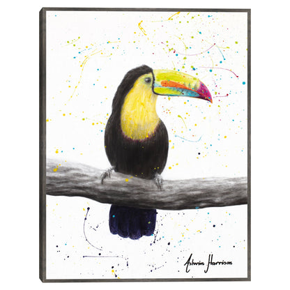 Tucan talentoso - Ashvin Harrison