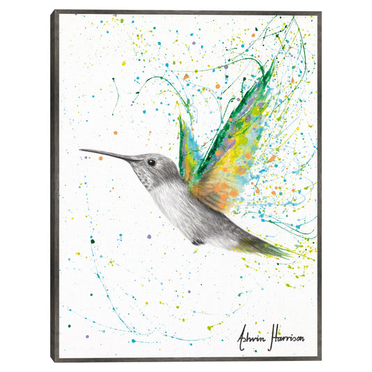 Colibri de verano melocoton - Ashvin Harrison