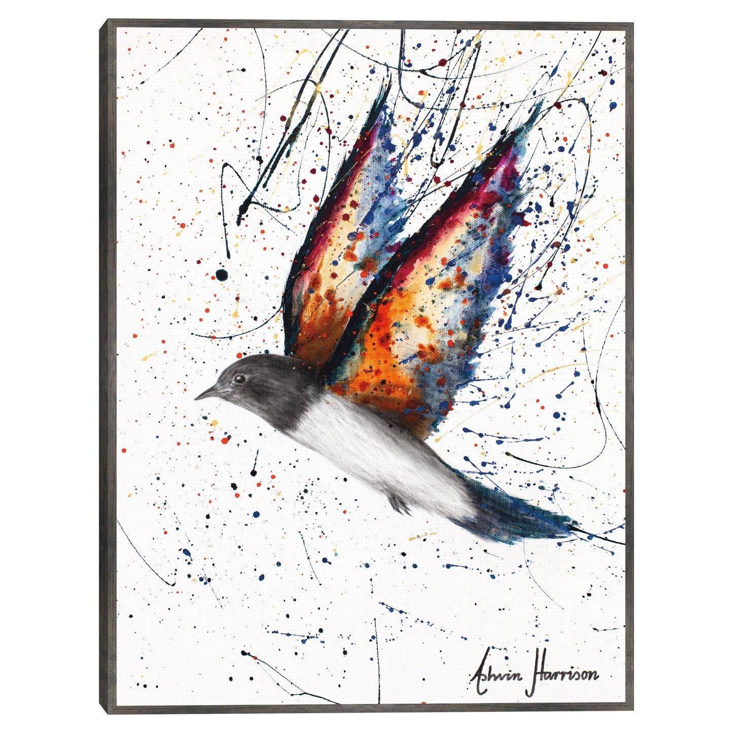 Pajaro de rango robusto - Ashvin Harrison
