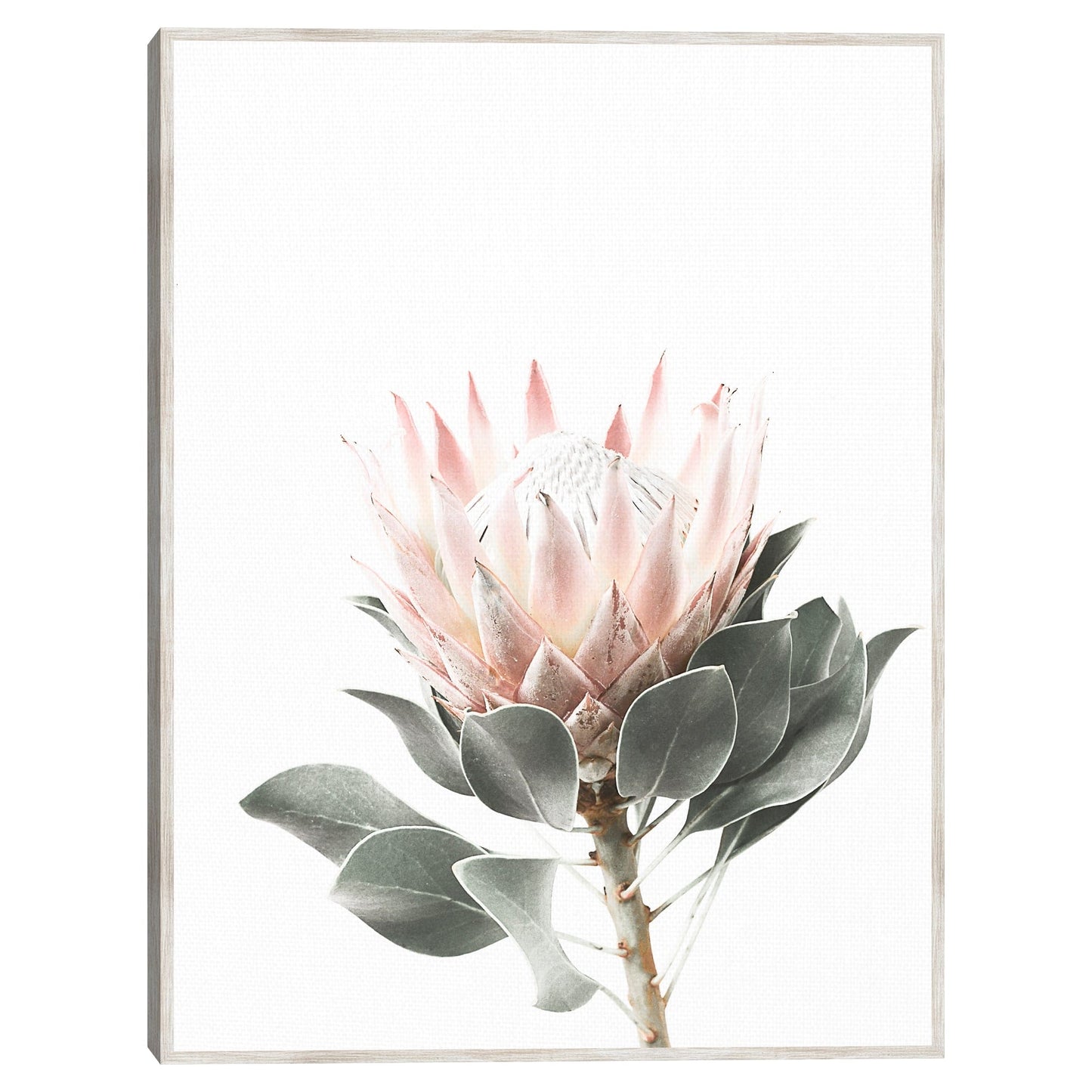 Protea - Sisi and Seb