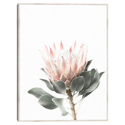 Protea - Sisi and Seb