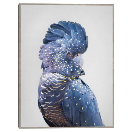 Cacatua negra - Sisi and Seb