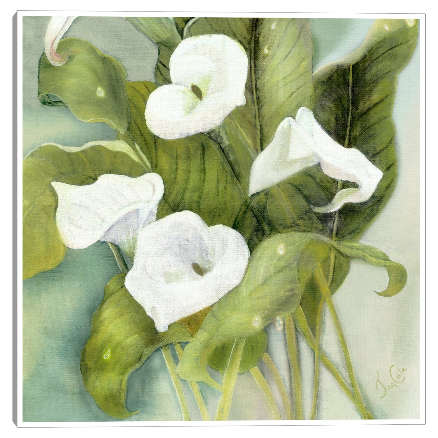 Callas tropicales - Jan Cole