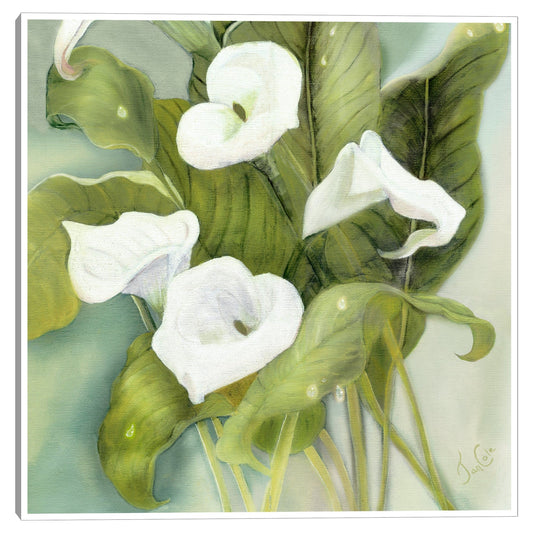 Callas tropicales - Jan Cole