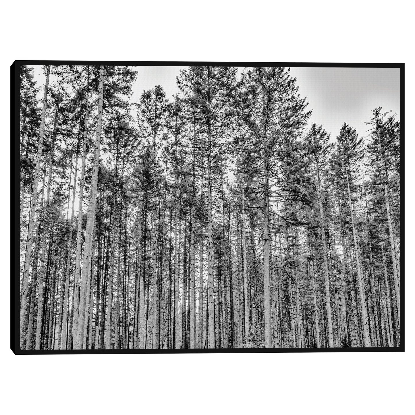 El Bosque - Sossi Madzounian