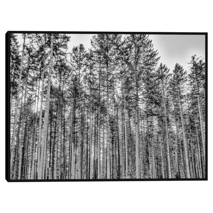 El Bosque - Sossi Madzounian