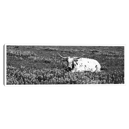 Pradera Longhorn - Panoramic Images