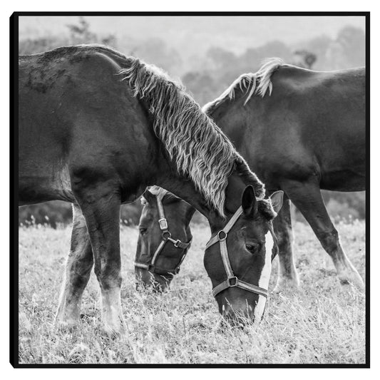 Caballos entrecruzados - Christine Beadnell