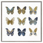 Estudio de mariposa I - Julia Bosco