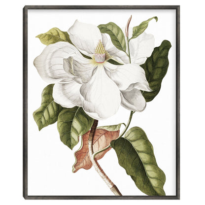 Cultivo de magnolia - Design Lab