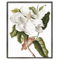 Cultivo de magnolia - Design Lab
