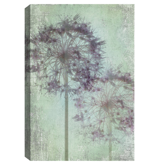 Allium Globo - Judy Stalus