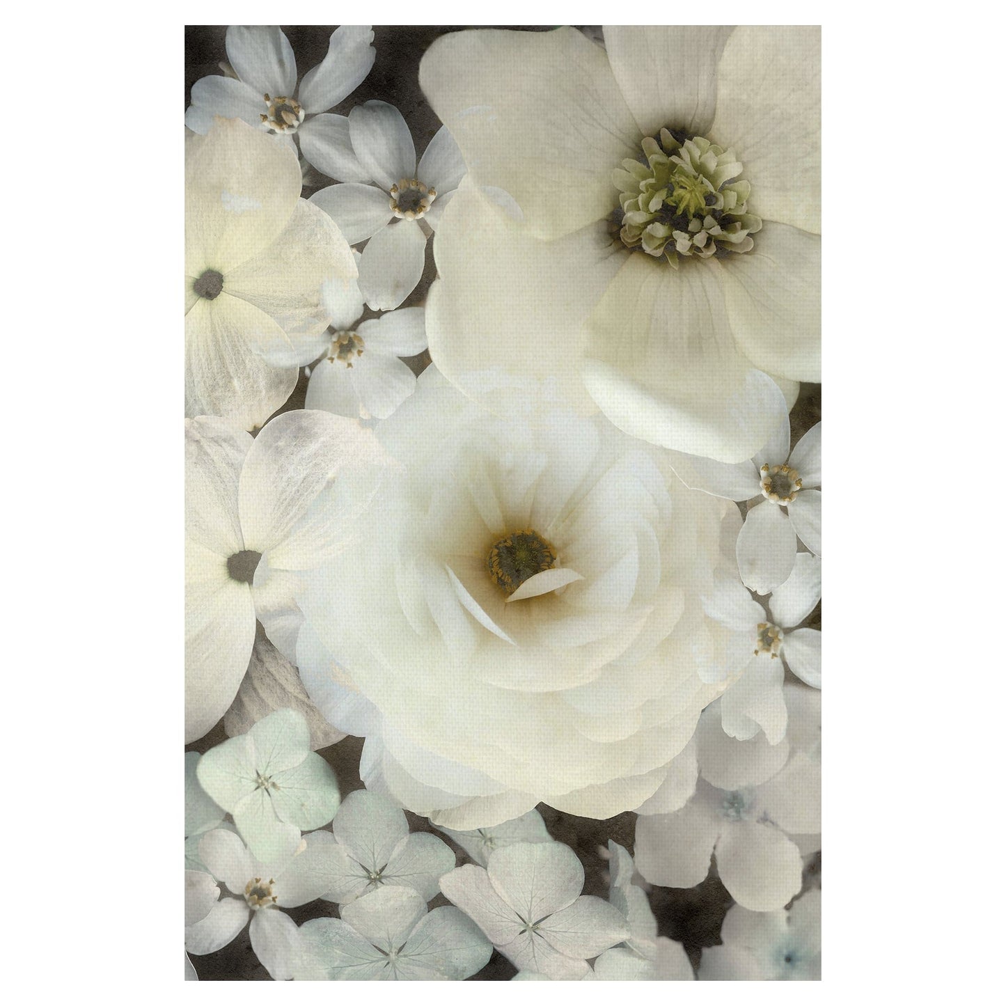 Deleite aturdido - Collezione Botanica