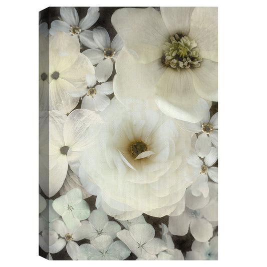 Deleite aturdido - Collezione Botanica