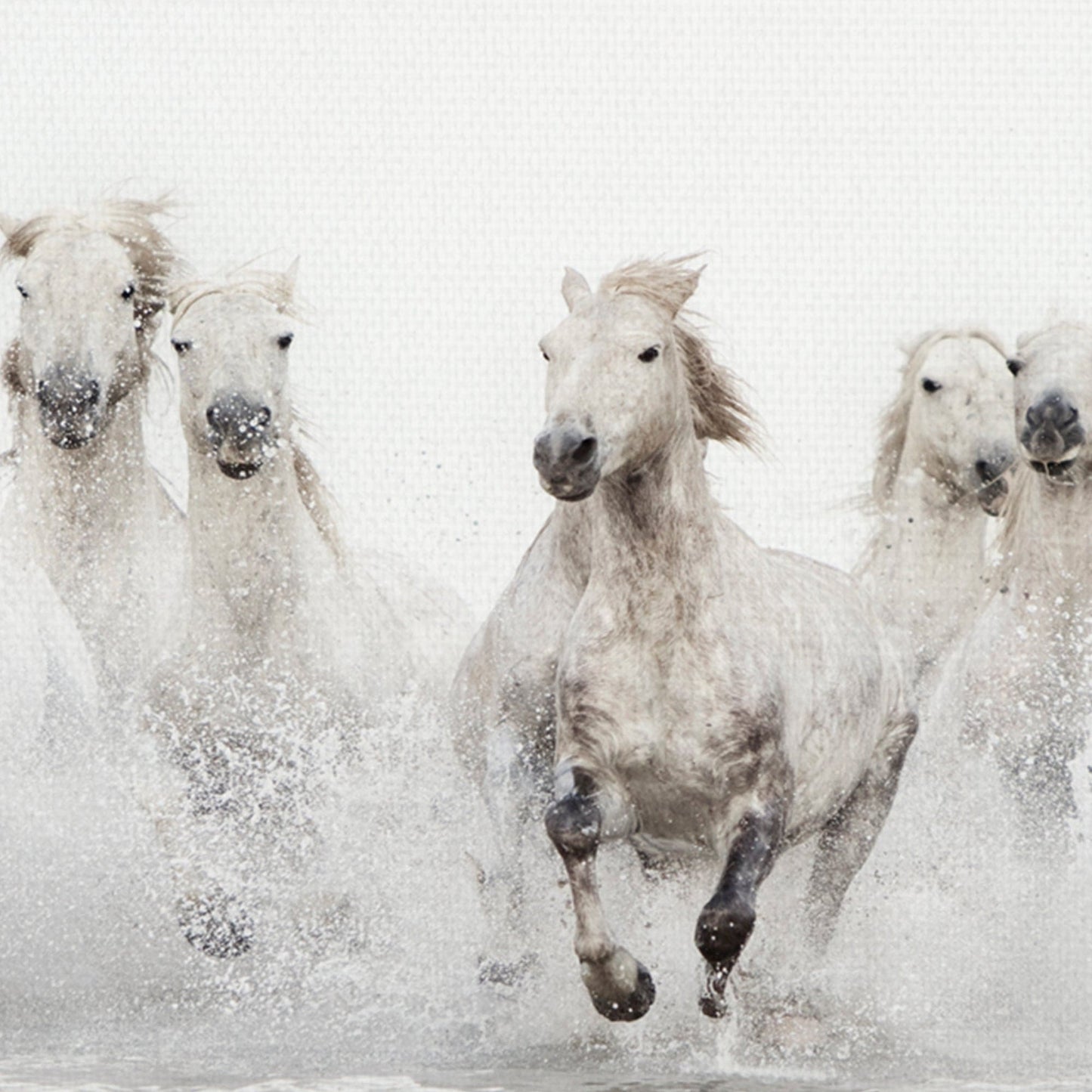 Caballos blancos - Irene Suchocki