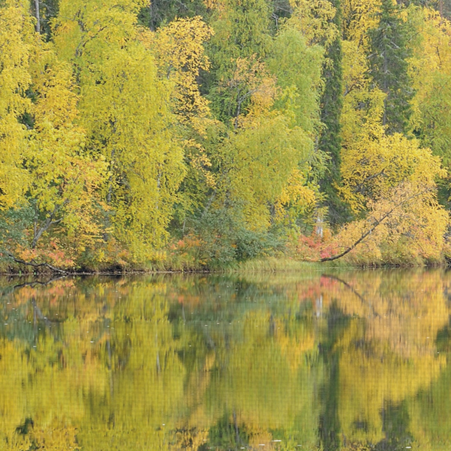 Reflejos espejados - Staffan Widstrand