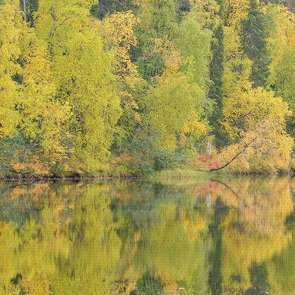 Reflejos espejados - Staffan Widstrand