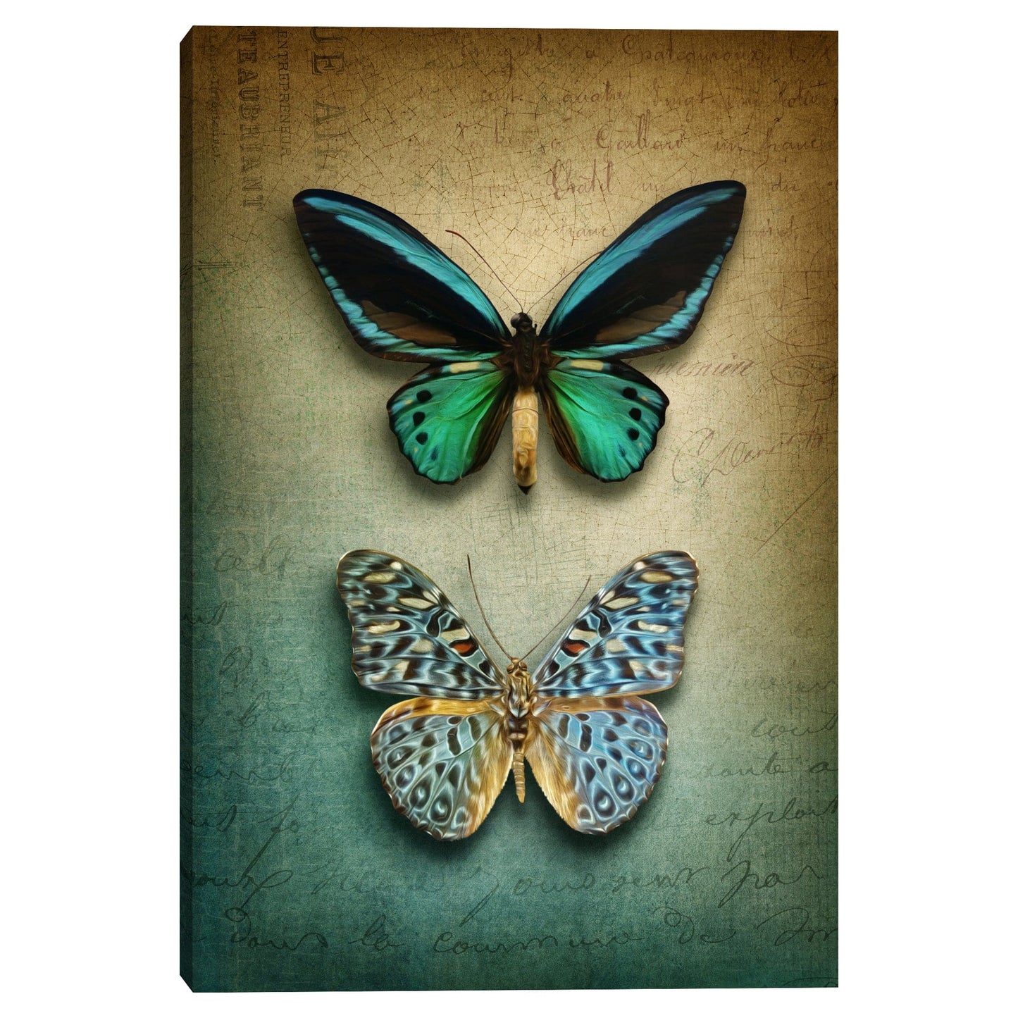 Mariposas Ombre - Belle Maison