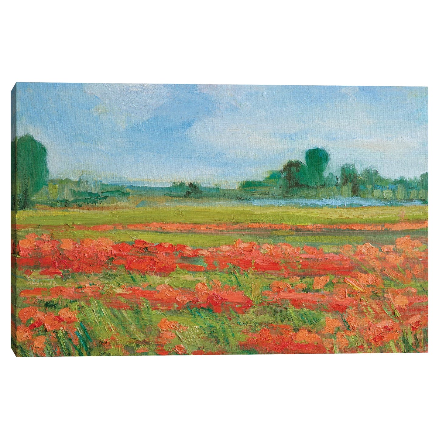Campo de amapolas de coral - Alexi Fine