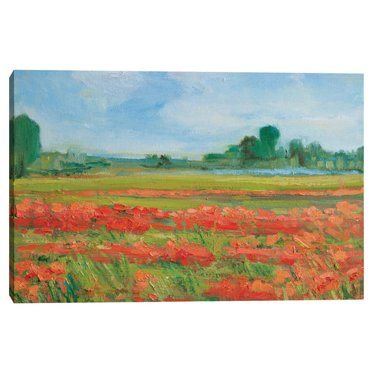 Campo de amapolas de coral - Alexi Fine