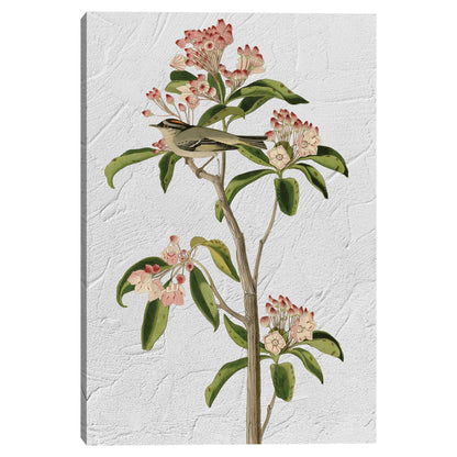 Audubon Curviers Regulus - Design Lab