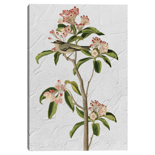 Audubon Curviers Regulus - Design Lab