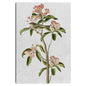 Audubon Curviers Regulus - Design Lab