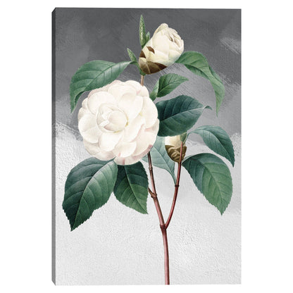 Camelia común blanca gris - Design Lab