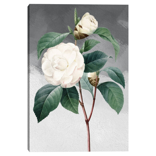 Camelia común blanca gris - Design Lab