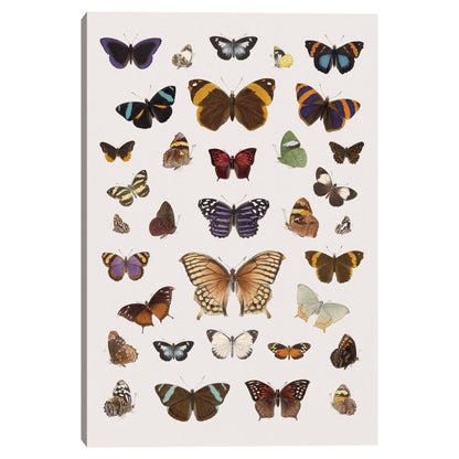 Armonia de Mariposas III - The Drammis Collections