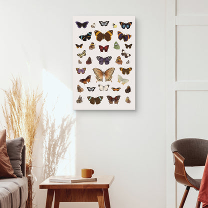 Armonia de Mariposas III - The Drammis Collections